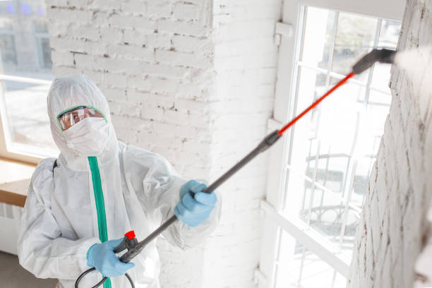 Reliable Clio, AL Mold Removal Solutions