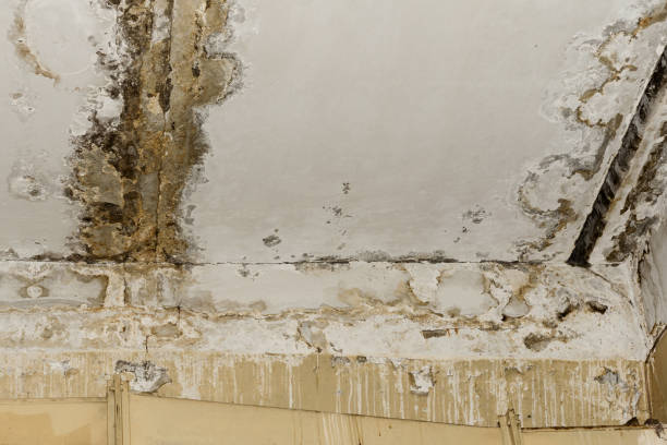 Best Residential Mold Inspection & Testing  in Clio, AL