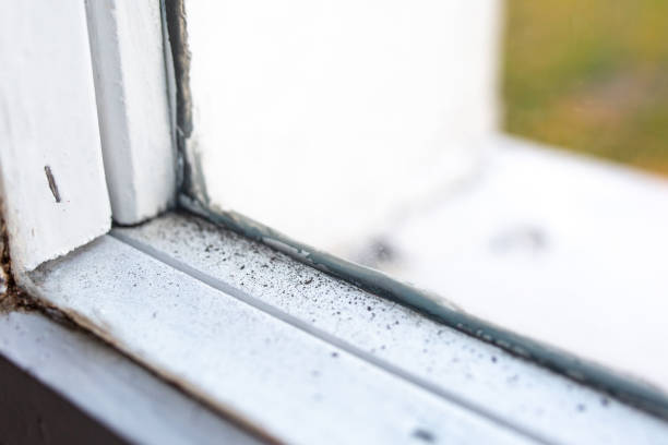 Best Commercial Mold Inspection  in Clio, AL