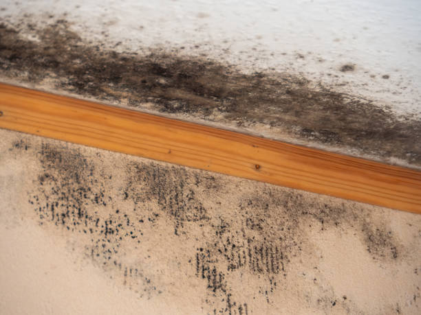 Best Mold Removal for HVAC Installations  in Clio, AL