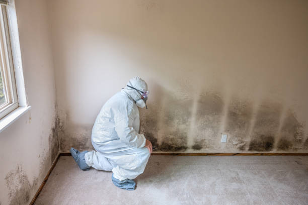 Mold Remediation for Rental Properties in Clio, AL