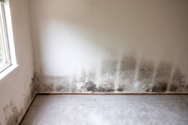 Best Basement Mold Removal  in Clio, AL