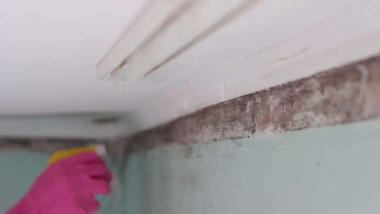 Best Environmental Consulting for Mold Prevention  in Clio, AL
